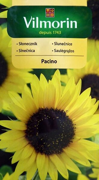Saulespuķes PACINO 500 mg Vilmorin