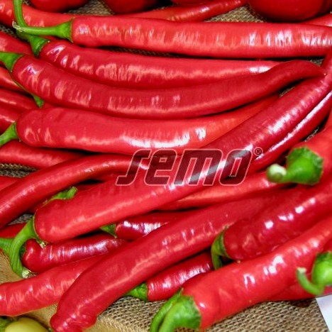 Pipari asie PALIVEC 15 gab SEMO 