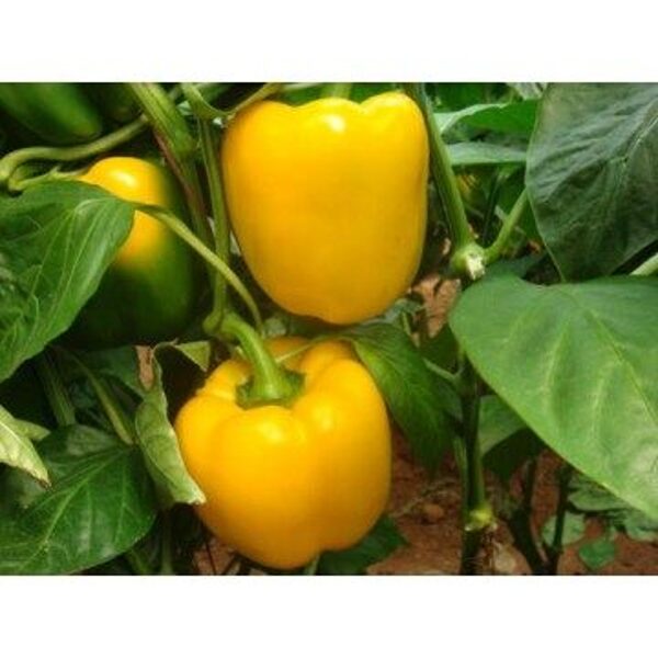 Paprika BACHATA RZ F1  10 gab Rijk Zwaan