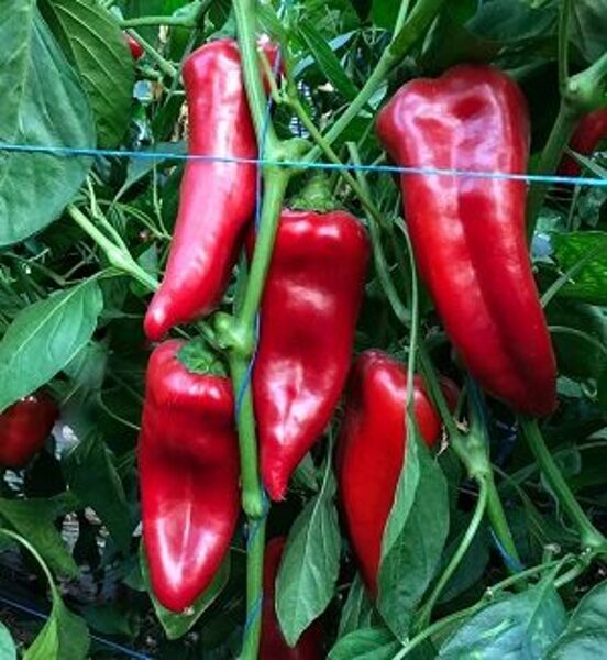 Paprika KORNELYA F1 30 gab Syngenta