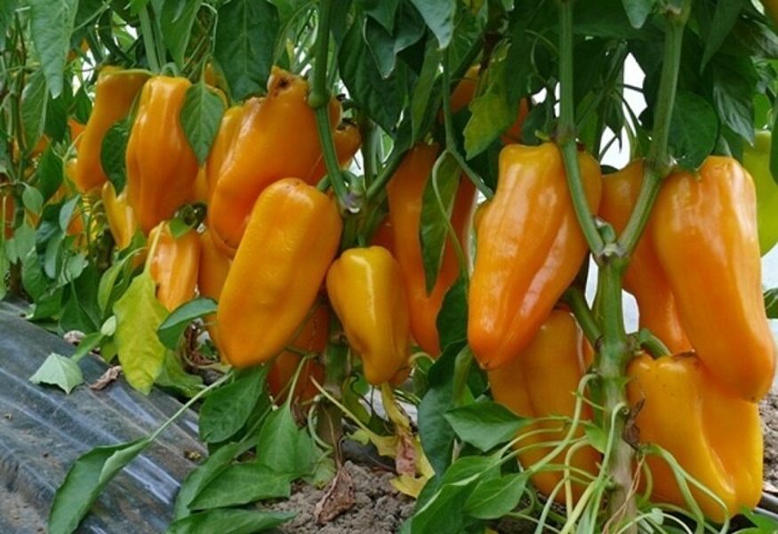 Paprika PIROUET F1 30 gab Syngenta