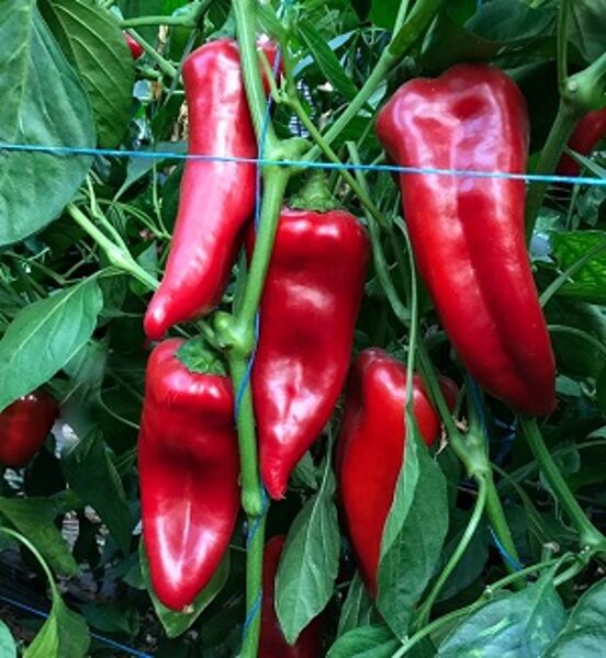 Paprika KORNELYA F1 10 gab Syngenta
