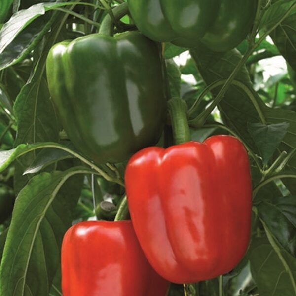 Paprika Bendigo F1 30 gab Enza Zaden