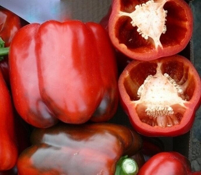 Paprika CHOUCA  F1 5 gab Clause