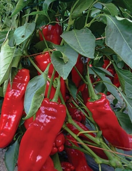 Paprika Crunch F1 5 gab Yuksel Tohum