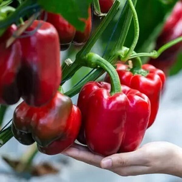 Paprika YECLA F1 30 gab Syngenta