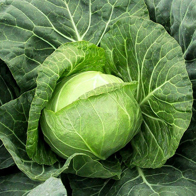 Kāposti PAREL F1 30 gab Bejo