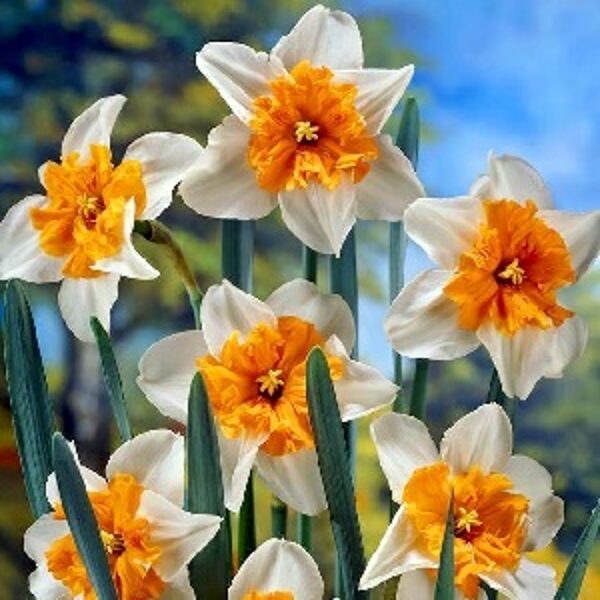 Narcises šķeltvainadziņa PARISIENNE 5 gab Pirmoreiz!
