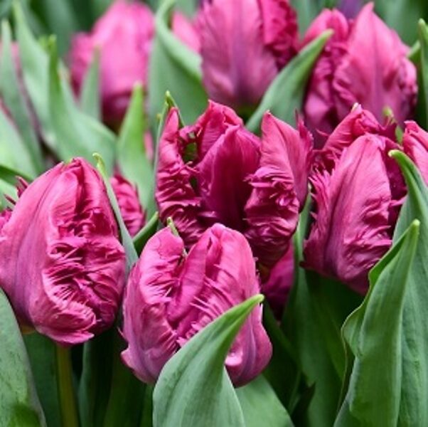 Tulpe papagaiļveida PARROT PRINCE 5 gab