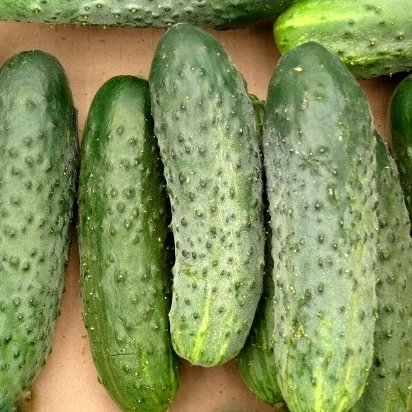 Gurķi PASANOVY F1 20 gab Syngenta Seeds