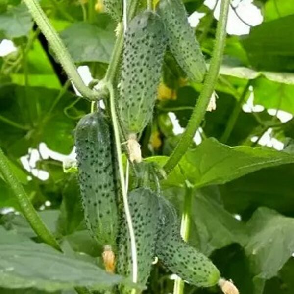 Gurķi PASSION F1 5 gab FITO SEMILLAS