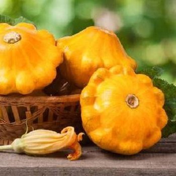 Patisoni Sunny Kiss F1 15 gab American Seeds