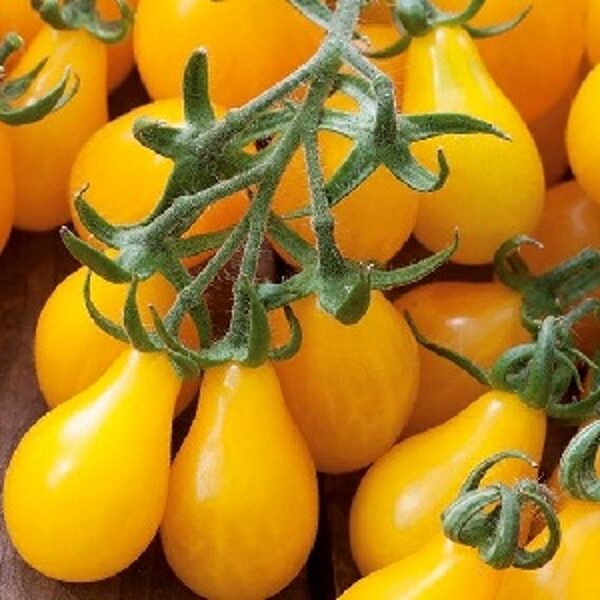 Tomāti PEARDROPS F1 3 gab Syngenta