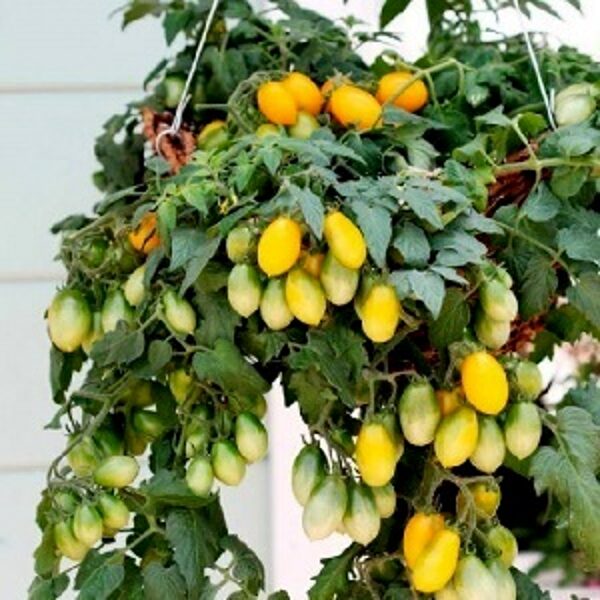 Tomāti PEARDROPS F1 9 gab Syngenta