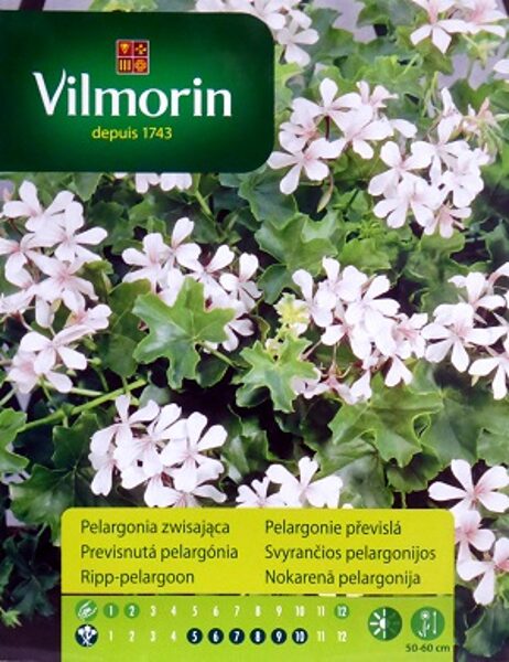 Nokarenā pelargonija balta 7 gab Vilmorin