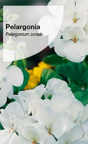 Pelargonija zonālā balta F2 10 gab Torseed