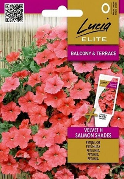 PETŪNIJAS VELVET H SALMON SHADES 7 gab Sėklos LT (Lucia ELITE)
