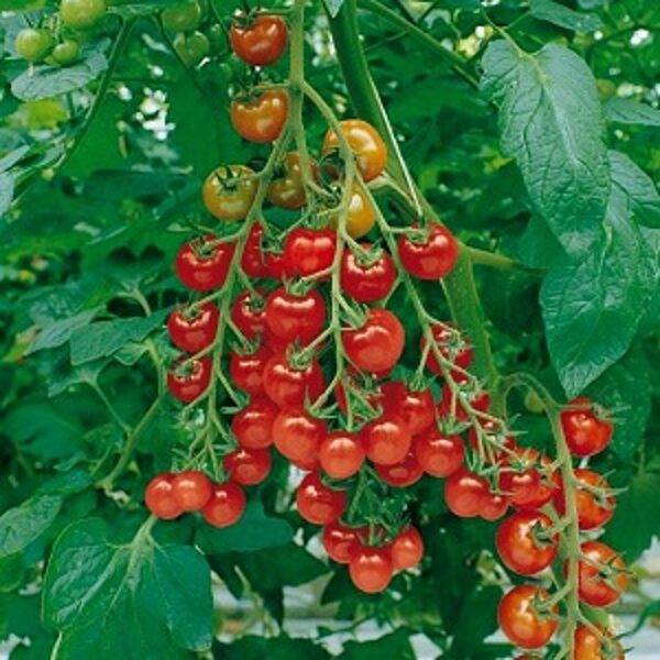 Tomāti Picolino F1 3 gab De Ruiter Seeds