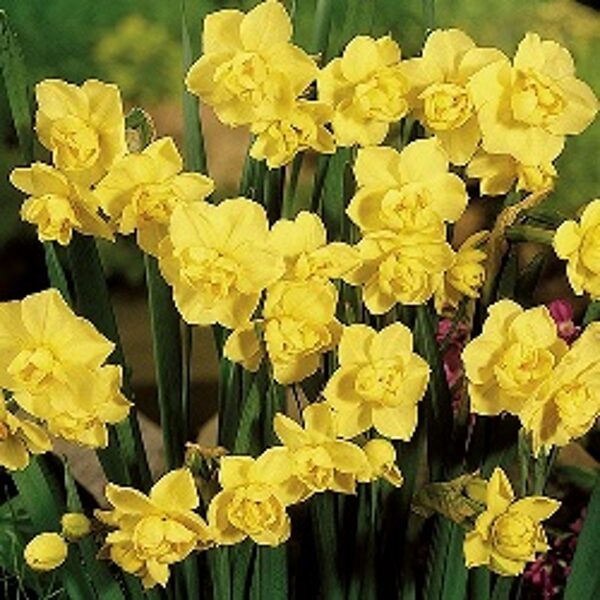 Narcises  daudzziedu YELLOW CHEERFULNESS 5 gab 