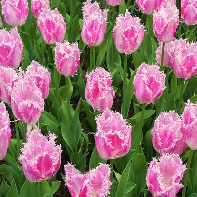 Tulpe bārkstainā Fancy Frills 1 gab