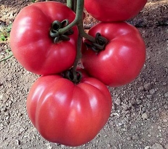 Tomāti PINK ROCK F1 5 gab  YUKSEL TOHUM