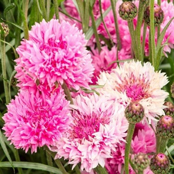 Rudzupuķes Ball Pink 3 g Muller