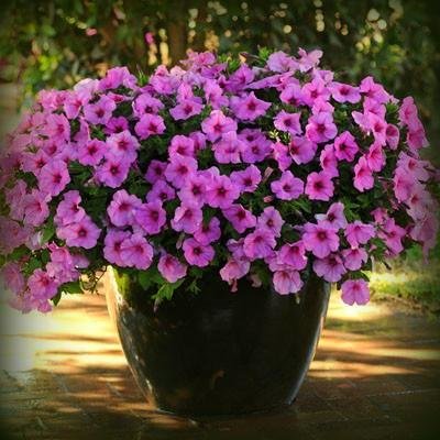 Petūnija Easy Wave® Pink Passion  F1 5 gab PanAmericanSeed