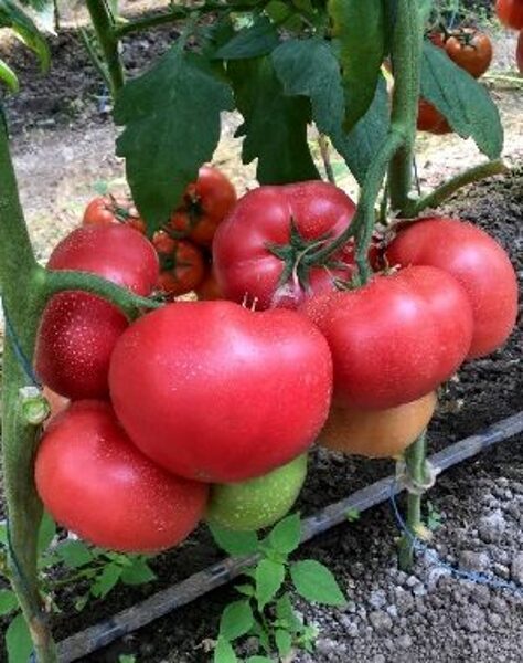 Tomāti PINKID F1 15 gab Seminis