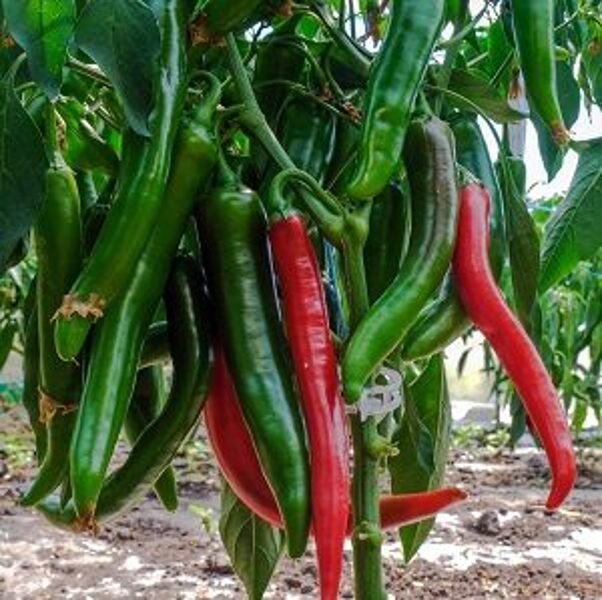 Pipari asie SAHEM F1 10 gab Syngenta