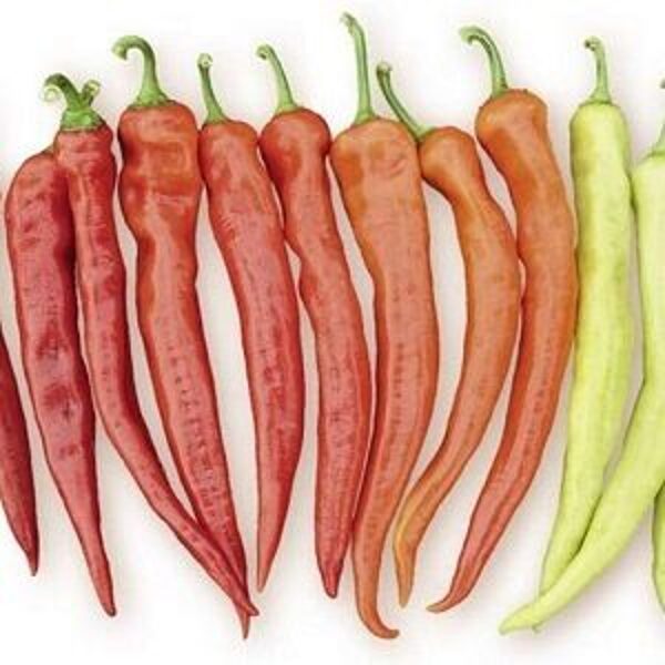 Pipari asie Yanka F1 100 gab Rijk Zwaan