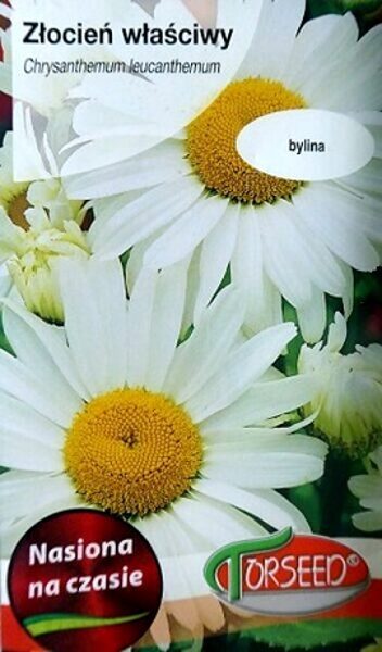 Lielziedu pīpenes baltās SHASTA DAISY  0.5 g Torseed 