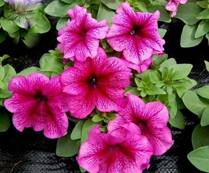 Petūnija Grandiflora PARADE/LIMBO GP F1 Plum Vein 10 gab Graines VOLTZ