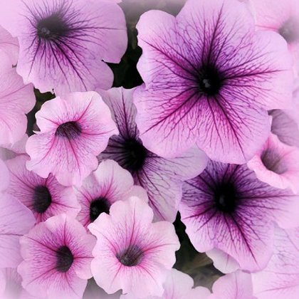 Petūnija Easy Wave® Plum Vein F1 5 gab PanAmericanSeed