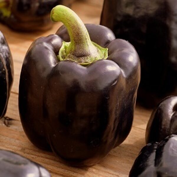 Paprika Mavras  F1 5 gab Enza Zaden