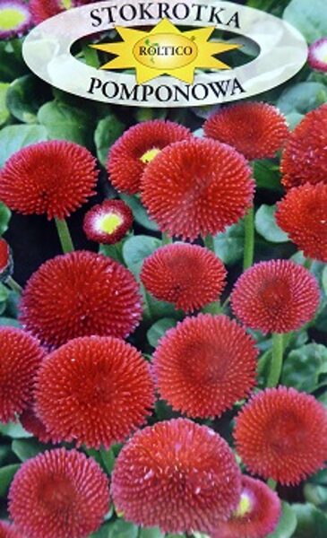 Pomponziedu mārpuķīte Stokrotka Pomponowa sarkana  0.1 g Roltico