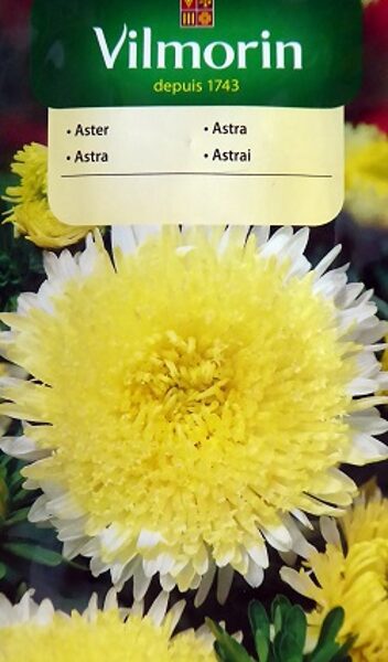 Asteres ķīnas princešu dzeltenas 500 mg Vilmorin