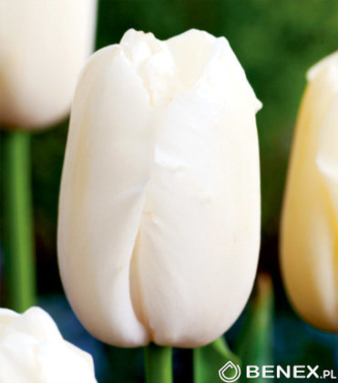 Tulpe vēlā vienk.z. Gigant Maureen 1 gab