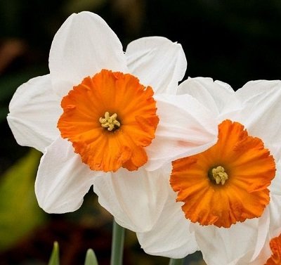 Narcises lielvainadziņa Professor Einstein 5 gab 