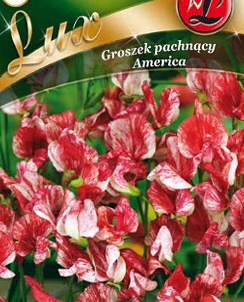 Puķuzirņi smaržīgie AMERICA 5 g W.Legutko