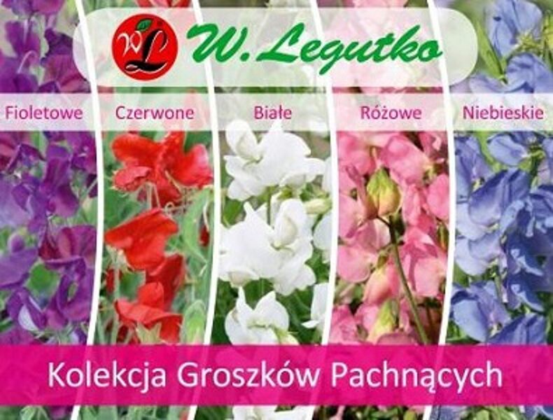 Puķuzirņi smaržīgie MIX 5x1 g W.Legutko