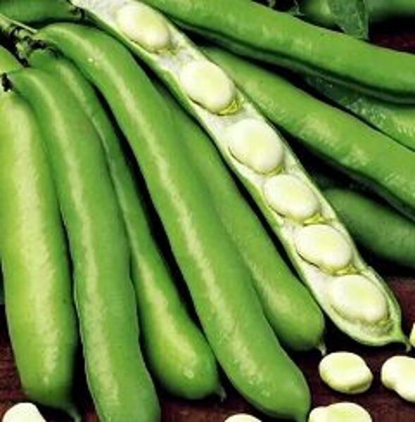 Pupas dārza  WITKIEM MANITA 1000 g Holland-select 