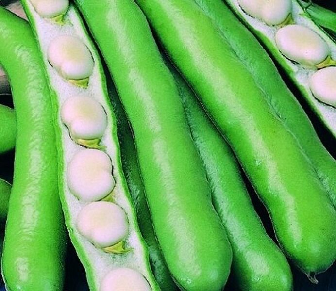 Pupas dārza Hangdown Bialy 500 g Torseed