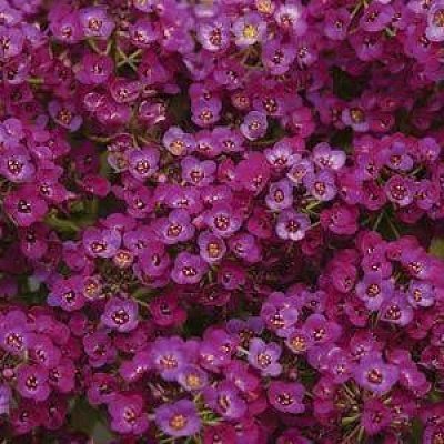 Jūrmalas lobulārija (Saldā alise) Clear Crystal®  Purple Shades 40 gab "PanAmericanSeed"