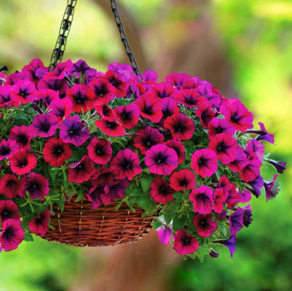 Petūnija Shock Wave Purple Deep  F1  5 gab  PanAmericanSeed