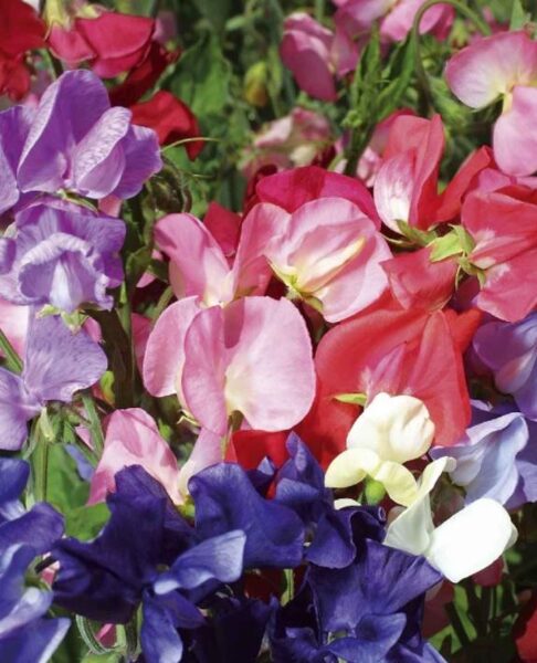 Puķuzirņi lielziedu smaržīgie Mammouth sērija MIX 20 gab  Muller Seed