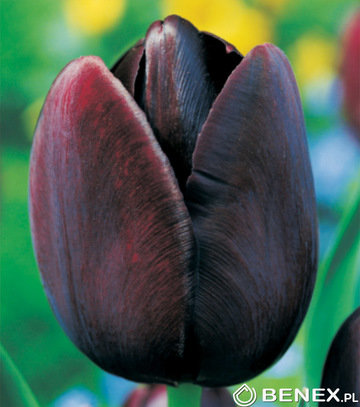 Tulpe triumfa Queen of Night 1 gab