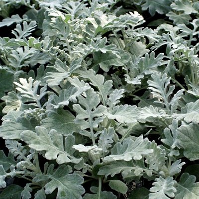 Pelēkā krustaine Quicksilver 40 gab  Graines Voltz