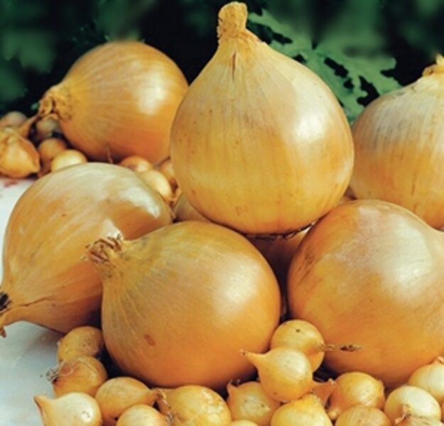 Sīksīpoli ziemas RADAR 3 kg Holande
