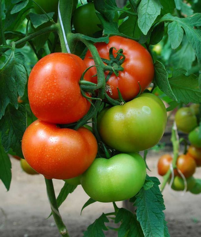 Tomāti RALLY F1 50 gab Enza Zaden