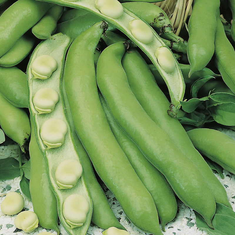 Pupas dārza RAMBOS 100 g Spojnia